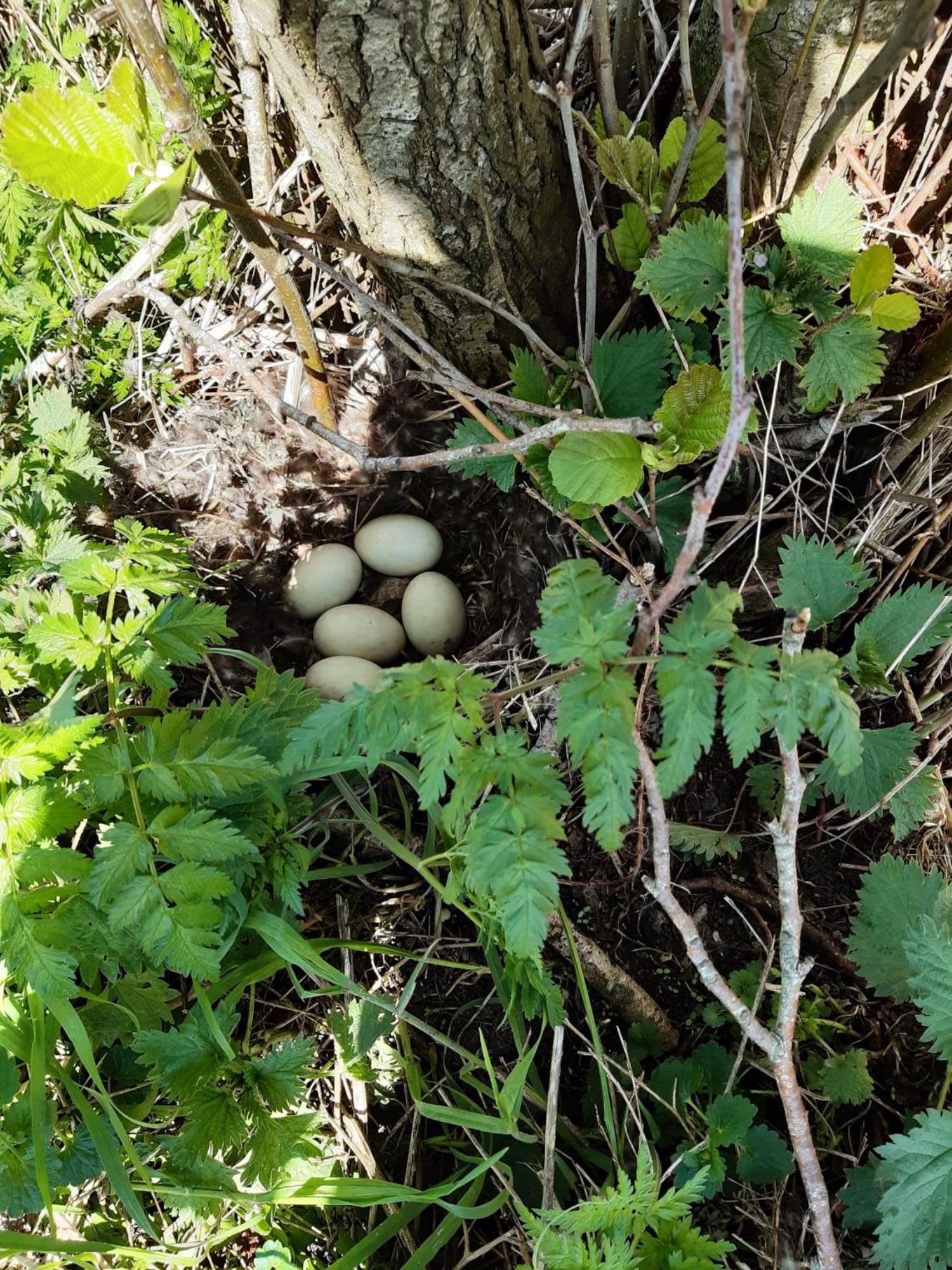 B&B Weidse Blik Ingelum Engelum Exteriér fotografie